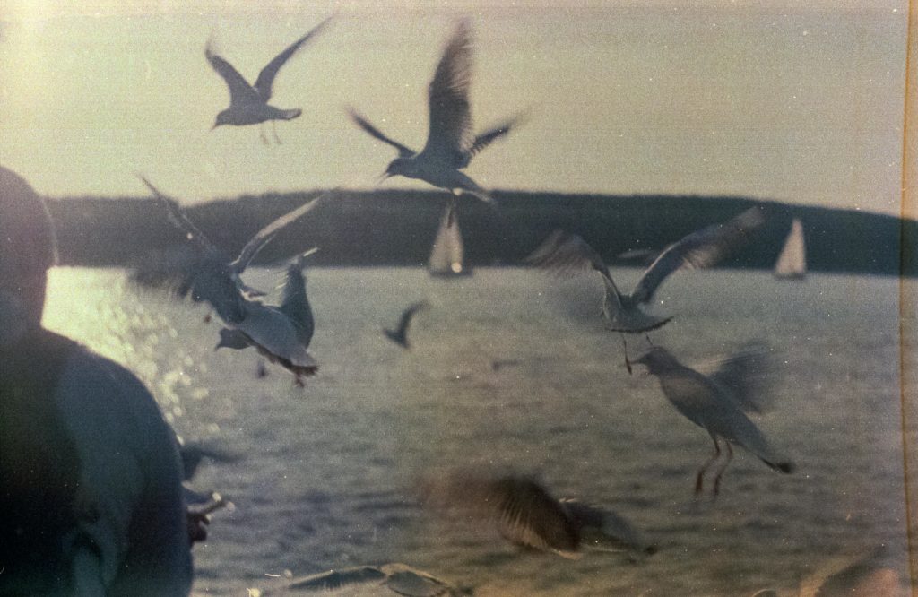 A serene scene of seagulls flying over calm waters during a peaceful sunset.